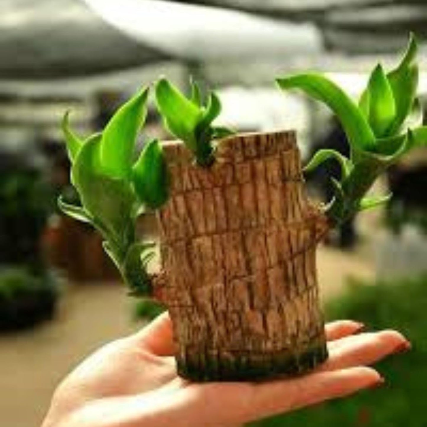 Lucky Brazil Wood Plant With Free Delivery ๐