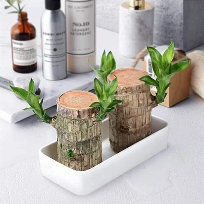 Lucky Brazil Wood Plant With Free Delivery 🚚
